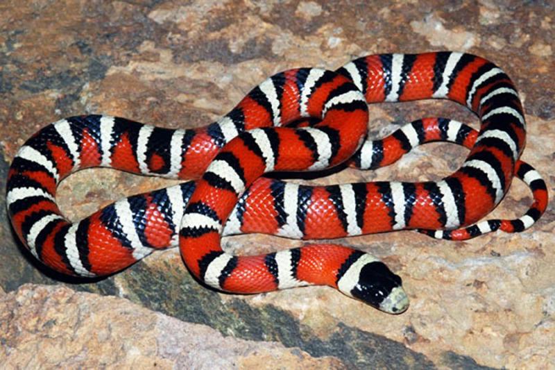 թագավորական օձ королевская змея king snake