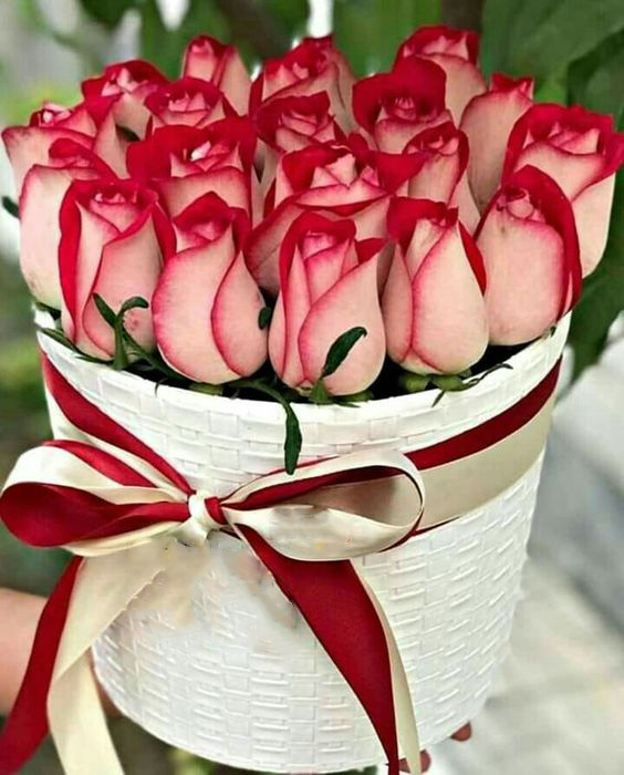 coco fiori հոլանդական վարդեր