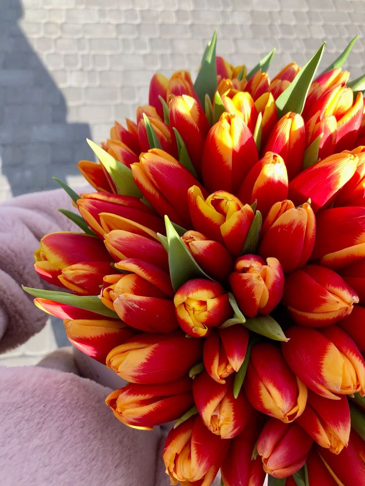 cocofiori կակաչներ