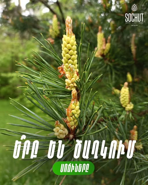 սոճուտ հանգստյան տուն