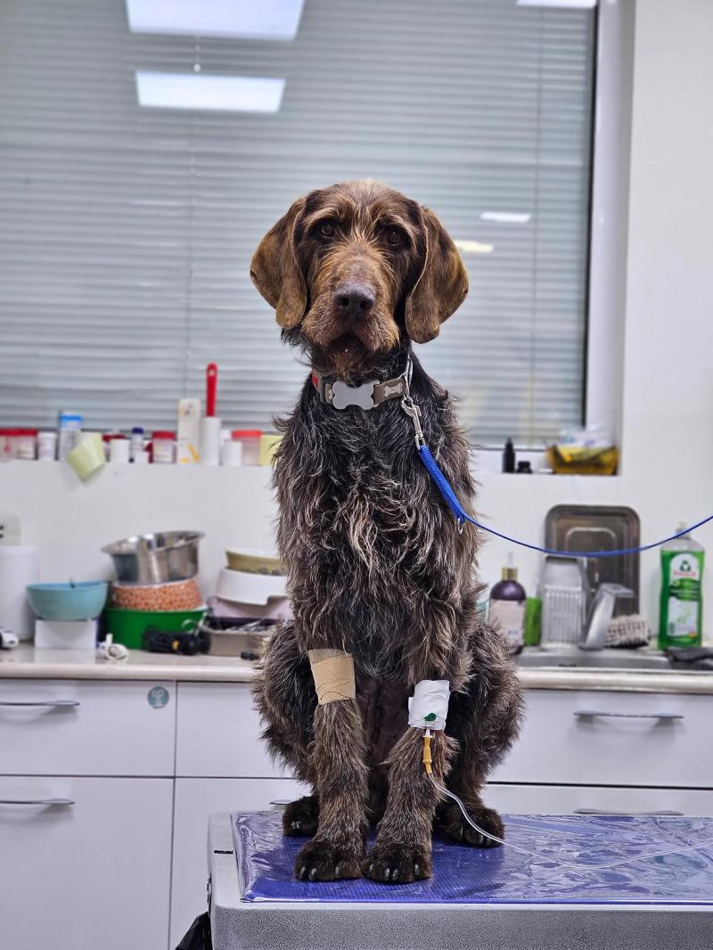 vetline veterinary clinic