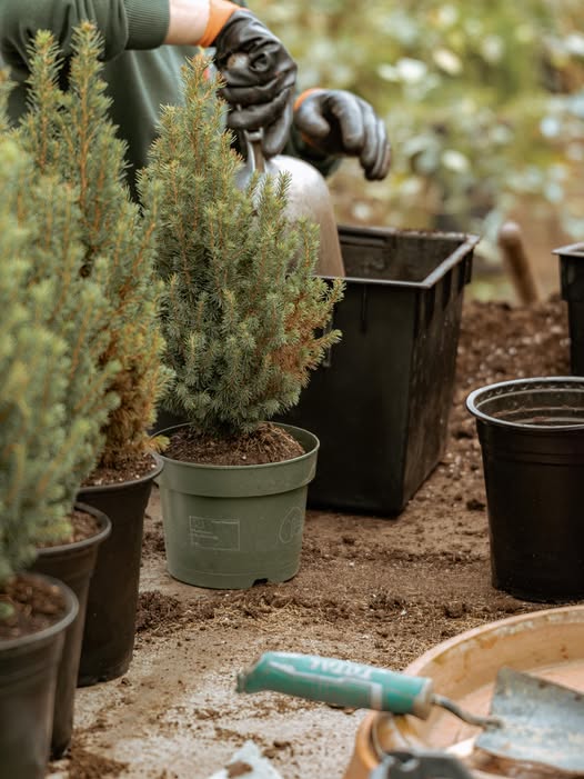 գրիգ գարդեն լանդշաֆտների դիզայն եվ նախագծում